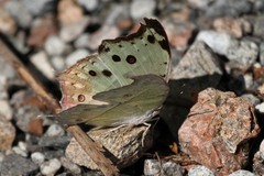 Protogoniomorpha parhassus