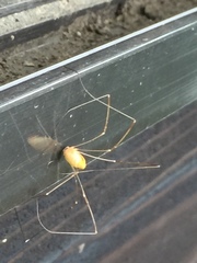 Leiobunum curvipalpe