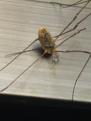 Leiobunum curvipalpe