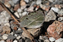 Protogoniomorpha parhassus