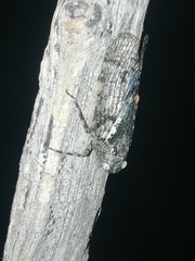 Calyptoproctina