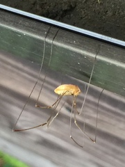 Leiobunum curvipalpe