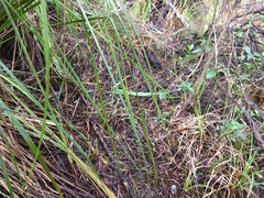 Dacrycarpus dacrydioides