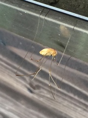 Leiobunum curvipalpe