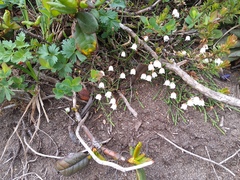 Cassiope lycopodioides