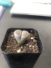 Lithops