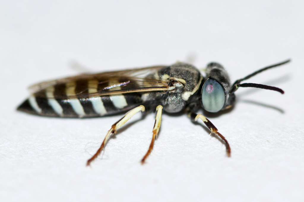 Microbembex monodonta