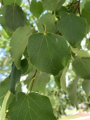 Tilia
