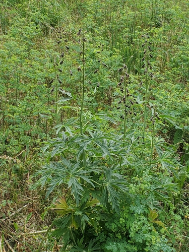 Image of Delphinium sapellonis by no rights reserved