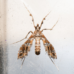 Lineodes triangulalis