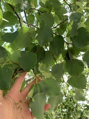 Tilia
