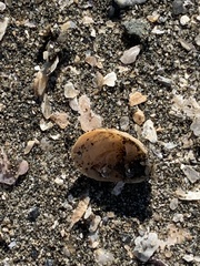 Crepidula convexa