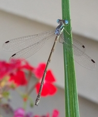 Lestes rectangularis