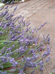Lavandula × intermedia