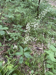 Veratrum parviflorum