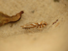 Phyllonorycter coryli