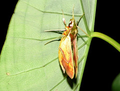 Eupanacra