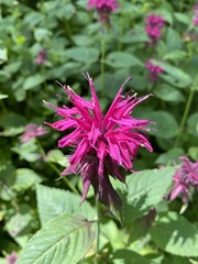 Monarda media