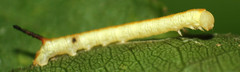Marumba dyras