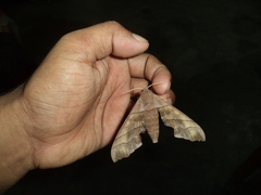 Polyptychus trilineatus