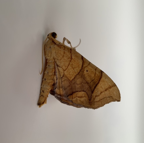Grapevine Looper Moths photo 3