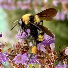 Bombus sonorus