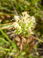 Sericocarpus rigidus