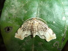 Achrosis