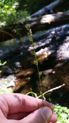 Carex divulsa divulsa