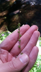 Carex divulsa divulsa