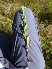 Sericocarpus rigidus