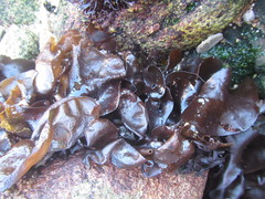 Mazzaella laminarioides