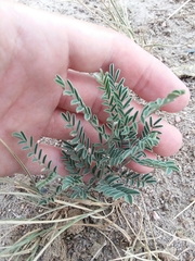 Sophora nuttalliana