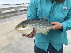 Caranx bartholomaei