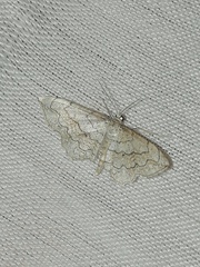 Scopula calotis