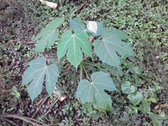 Cnidoscolus multilobus