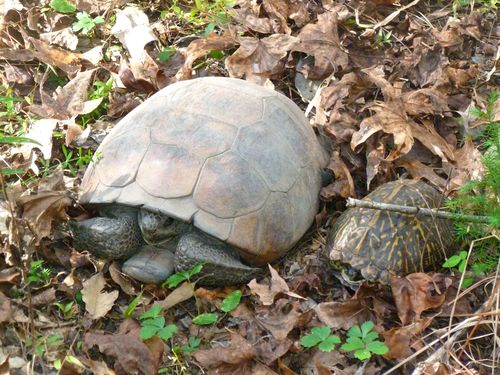 Gopher Tortoise, Florida, US, photo 7 of 10