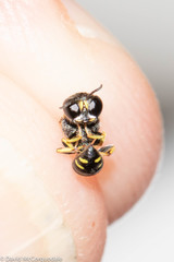 Ectemnius stirpicola