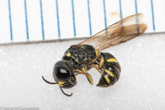 Ectemnius stirpicola