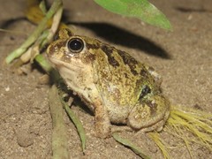 Pleurodema brachyops