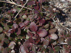 Gonocarpus micranthus micranthus