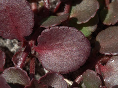 Gonocarpus micranthus micranthus