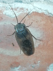 Homoeogamia mexicana