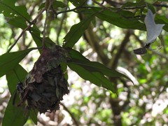 Calligaster himalayensis