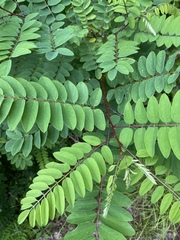 Robinia viscosa