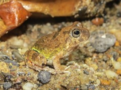 Pleurodema brachyops