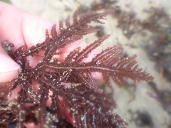 Neoptilota densa