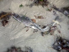 Cebidichthys violaceus