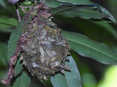 Calligaster himalayensis