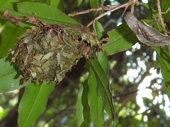 Calligaster himalayensis